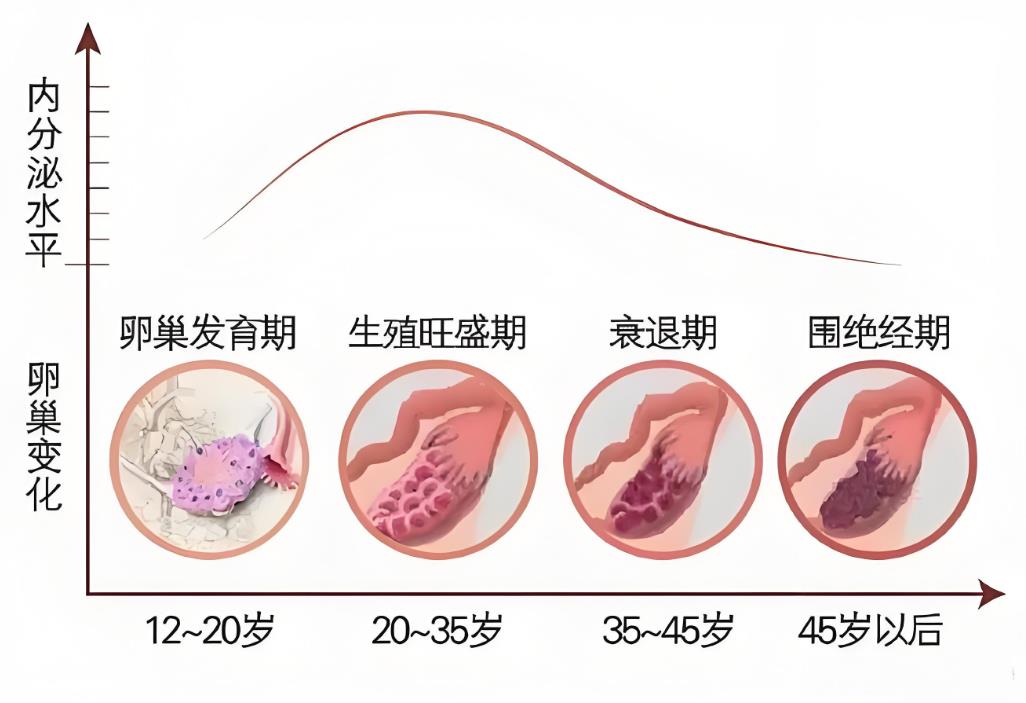 卵巢功能衰竭